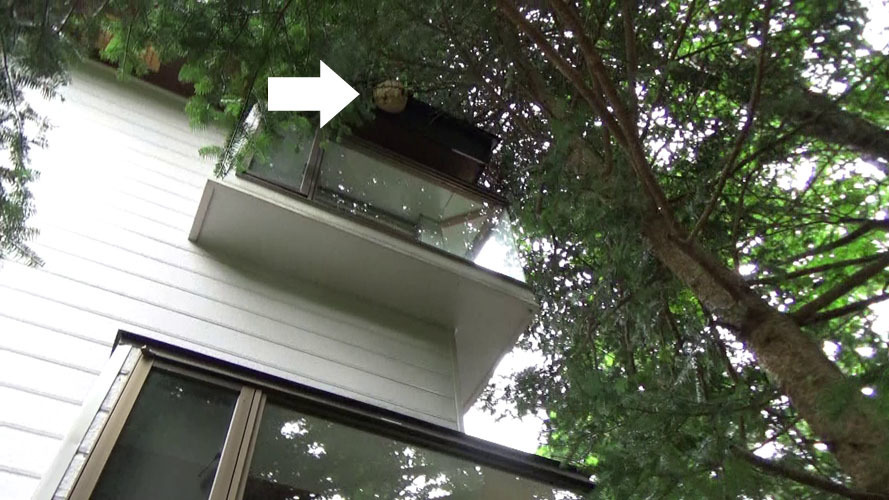 ２階の軒下に作ったスズメバチの巣