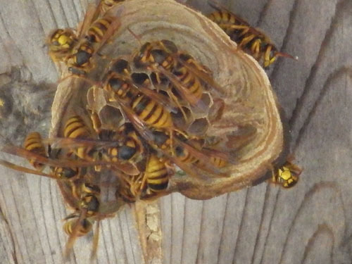 キイロスズメバチの引っ越し巣