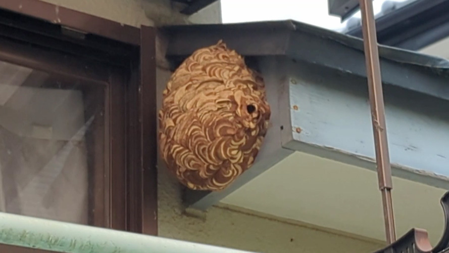 郡山市片平町でスズメバチ駆除の現場
