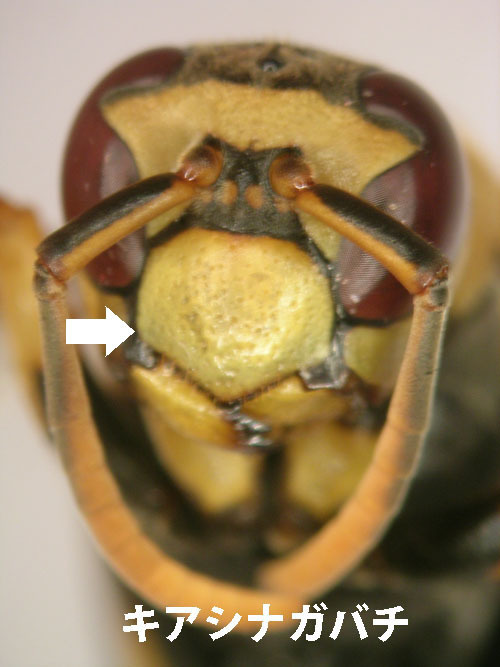 アシナガバチの頭楯は５角形型