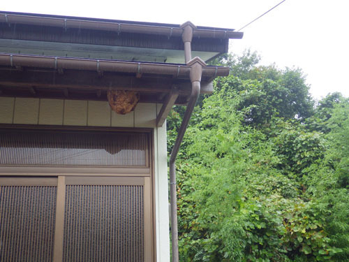 小野町でスズメバチ駆除の現場