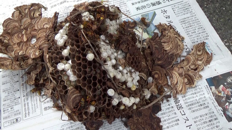 グラウンドの土手で駆除したスズメバチの巣（本宮市本宮）