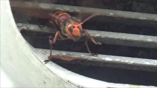 福島市でスズメバチ駆除の現場