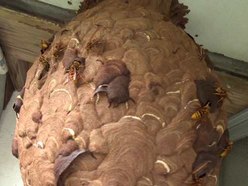 スズメバチたちが巣の表面に群れる（白河市）