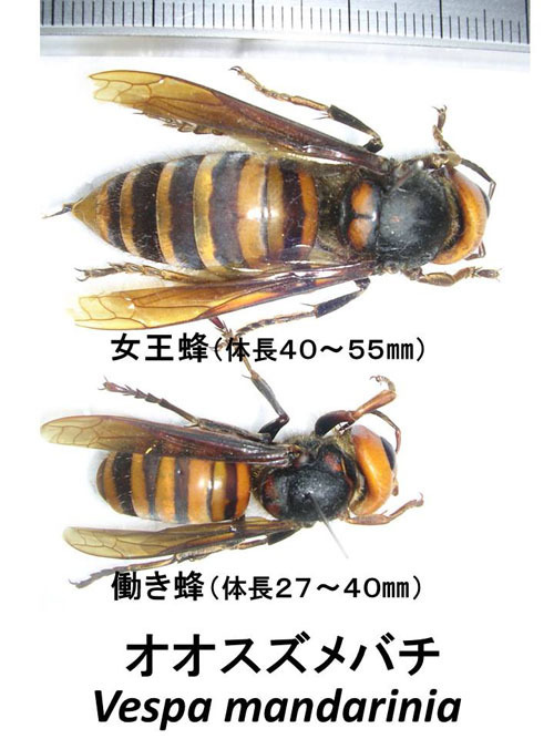 オオスズメバチの女王蜂と働き蜂
