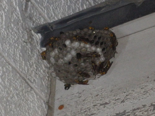 玄関のドアの真上のアシナガバチの巣駆除（須賀川市）