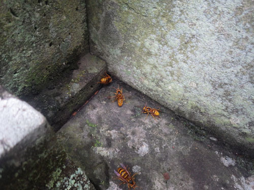 お墓の中に作ったキイロスズメバチの巣（玉川村）