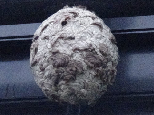 道路標識にスズメバチの巣（田村市）
