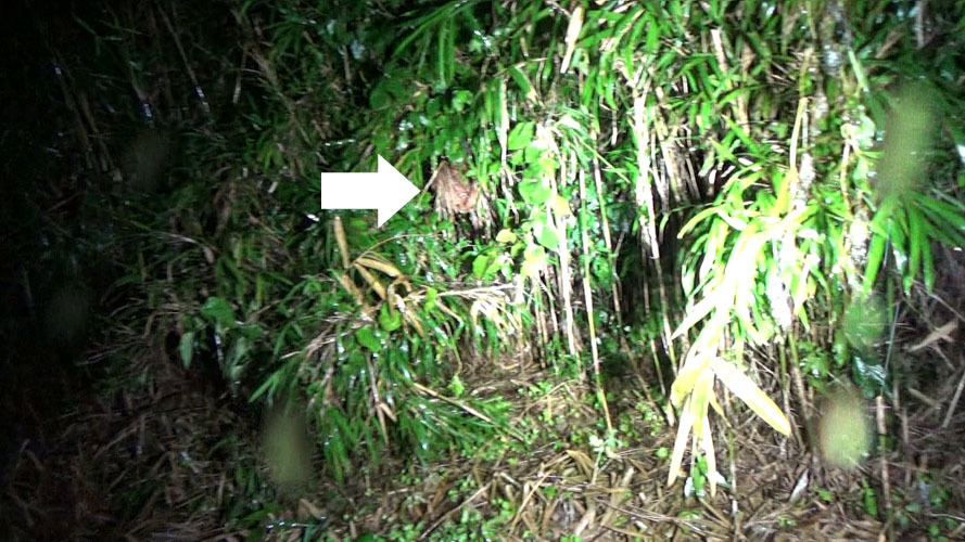 刈り払い中にスズメバチに刺された現場