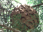 泉崎村のハチ駆除
