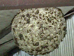 郡山市で小屋の天井に作られたキイロスズメバチの巣