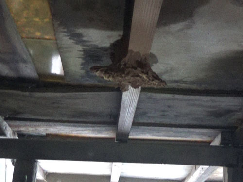 泉崎村でキイロスズメバチの巣を撤去した巣跡