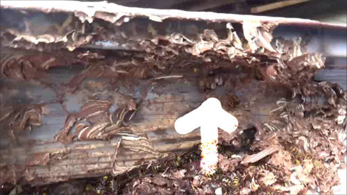 郡山市でスズメバチの巣を除去すると小さな巣盤