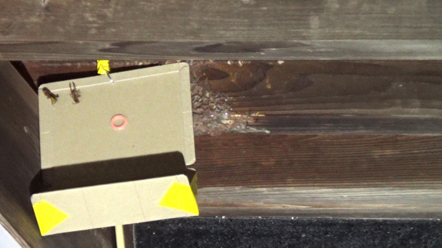 巣を撤去後、巣跡に戻るスズメバチ対策（須賀川市）