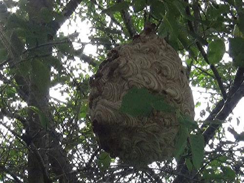 三春駅駐車場の桜の木にぶら下がるスズメバチの巣