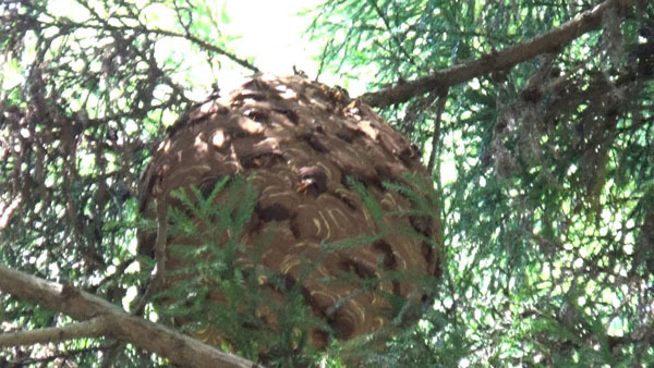 福島県泉崎村でハチ駆除・スズメバチ駆除