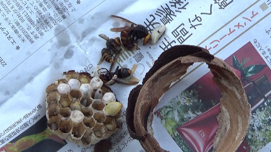 須賀川市で解体したスズメバチの巣