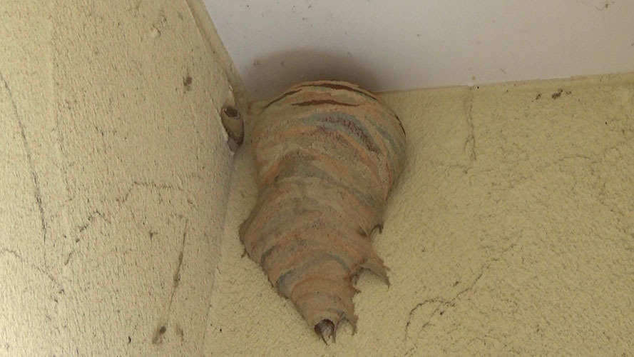 郡山市で奇妙なコガタスズメバチの初期巣