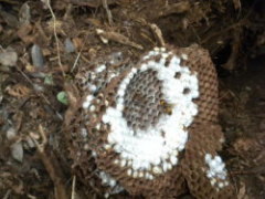 福島市でオオスズメバチに刺された現場で駆除した巣
