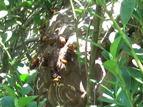 スズメバチの興奮が収まり巣の中に戻る状態（福島市）