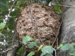 スズメバチの巣は樹木に