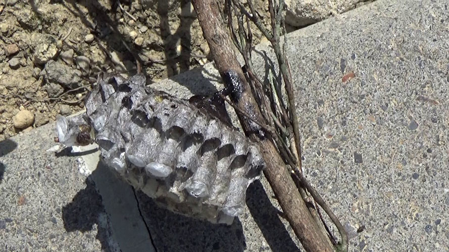 撤去したアシナガバチの巣（本宮市新井田）