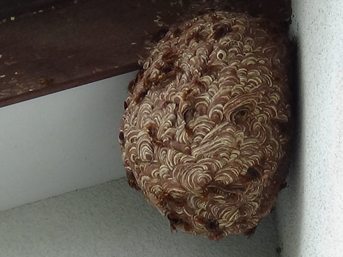 スズメバチの巣が軒下に