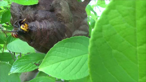 殺虫剤を注入後、郡山市で巣から出てきたスズメバチ