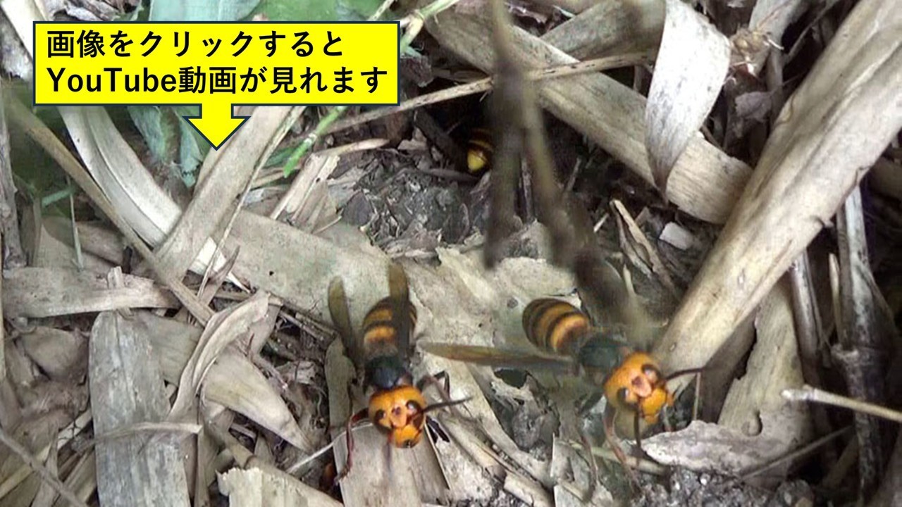 本宮市でオオスズメバチ駆除の現場