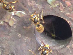 泉崎村でスズメバチ駆除