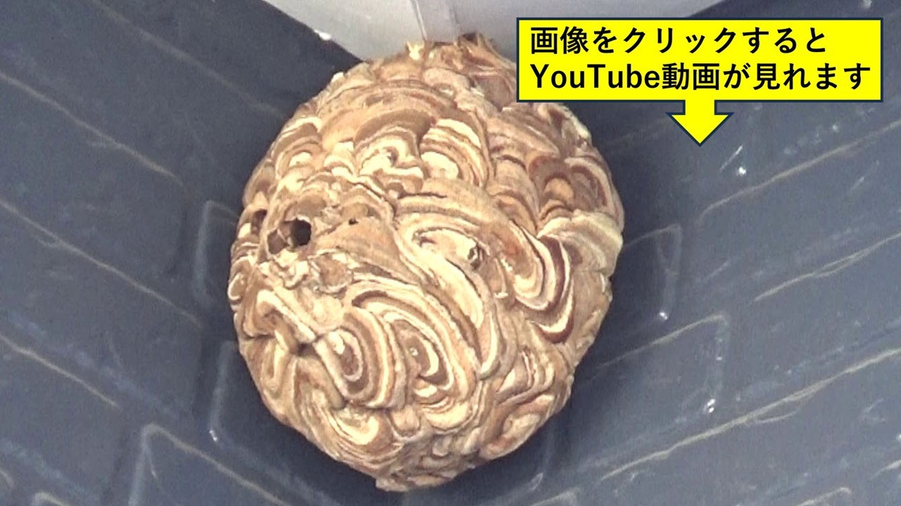 郡山市で軒下のスズメバチ駆除