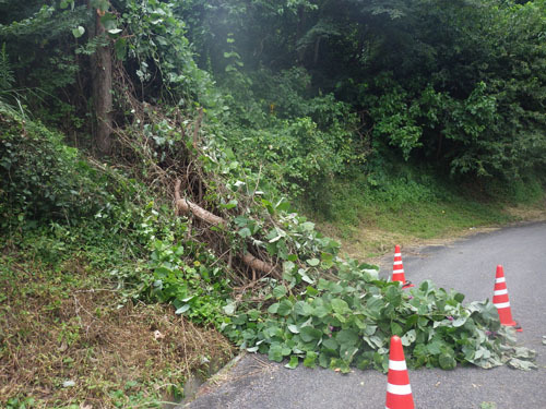 郡山市でスズメバチ駆除の現場（倉庫内への出入り口）