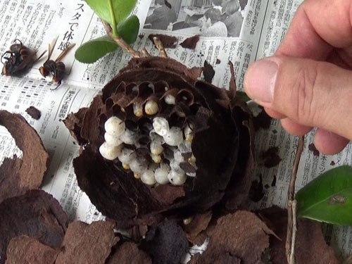 駆除したスズメバチの巣（郡山市）