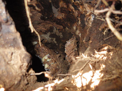 浅川町で駆除中のオオスズメバチの巣