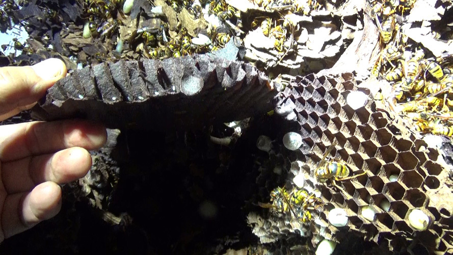 スズメバチの巣の巣盤に産みつけられた卵（須賀川市）