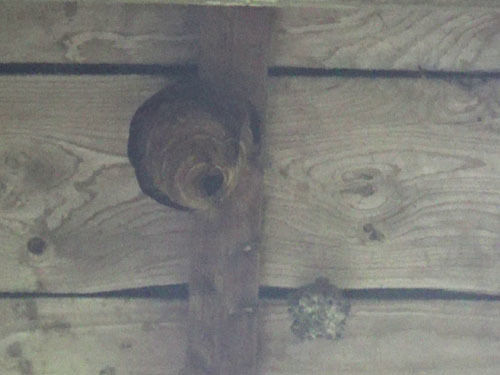 土蔵の軒下にスズメバチの引っ越し巣（福島市）