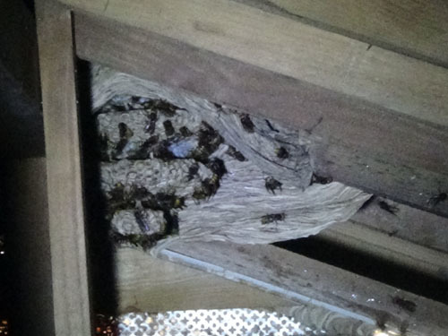 スズメバチの巣は天井裏に