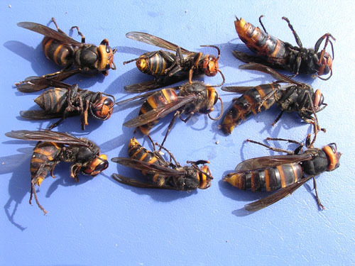 コガタスズメバチの女王蜂、雄蜂