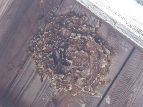 三春町で巣跡に戻るスズメバチ対策も実施
