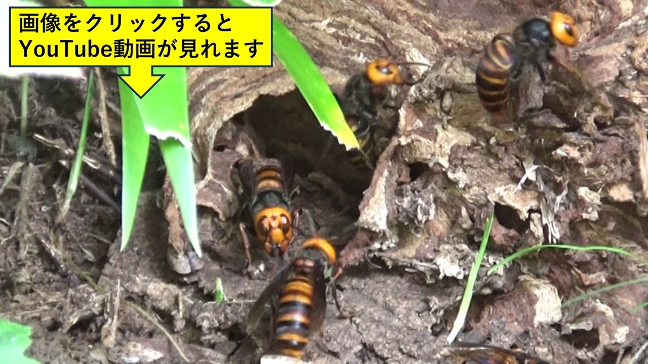 郡山市で土手のオオスズメバチ駆除
