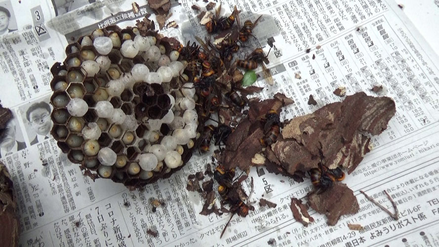 スズメバチの巣を撤去した巣跡に粘着板を設置（須賀川市森宿）