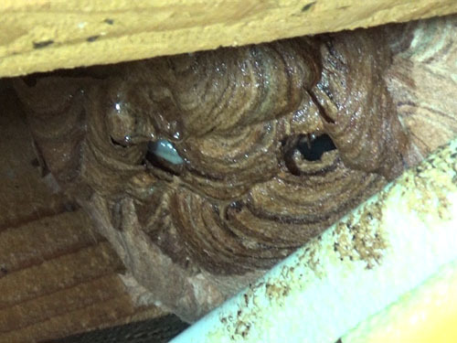 本宮市で床下に作ったキイロスズメバチの巣に殺虫剤を注入