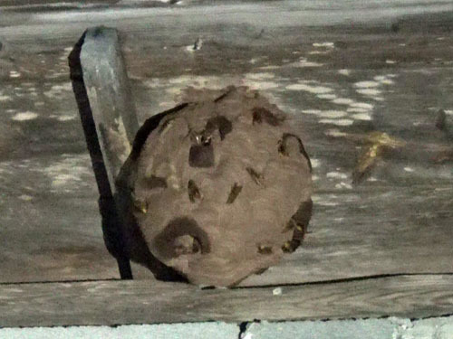 キイロスズメバチが２階の軒下に作った巣（二本松市）