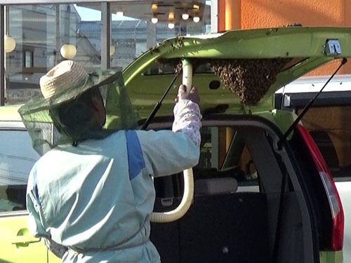 ミツバチの分蜂群を掃除機を使って吸引する（郡山市）