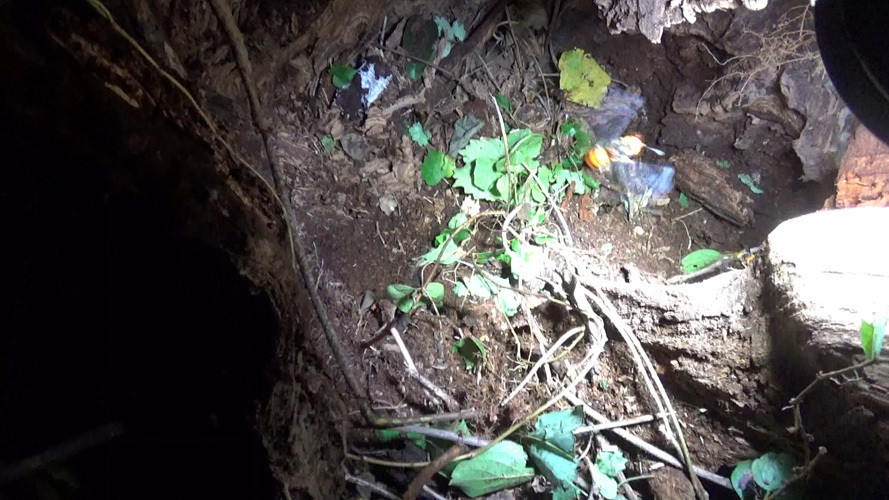 オオスズメバチの巣を撤去後の巣跡（本宮市岩根）