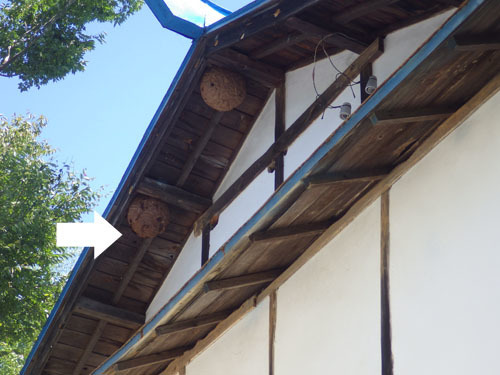 軒下にスズメバチの新旧２個の巣(二本松市)