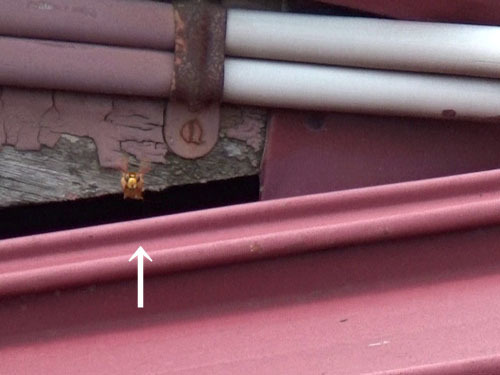 スズメバチが屋根の隙間から出入り（国見町）