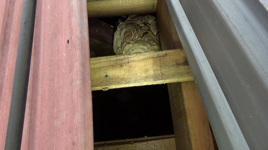 １階の天井裏に作ったスズメバチの巣（須賀川市）