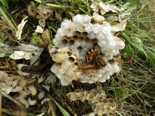 北塩原村で駆除したスズメバチの巣