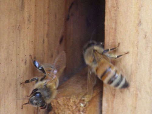 ミツバチが外壁の隙間から出入りする様子（三春町）